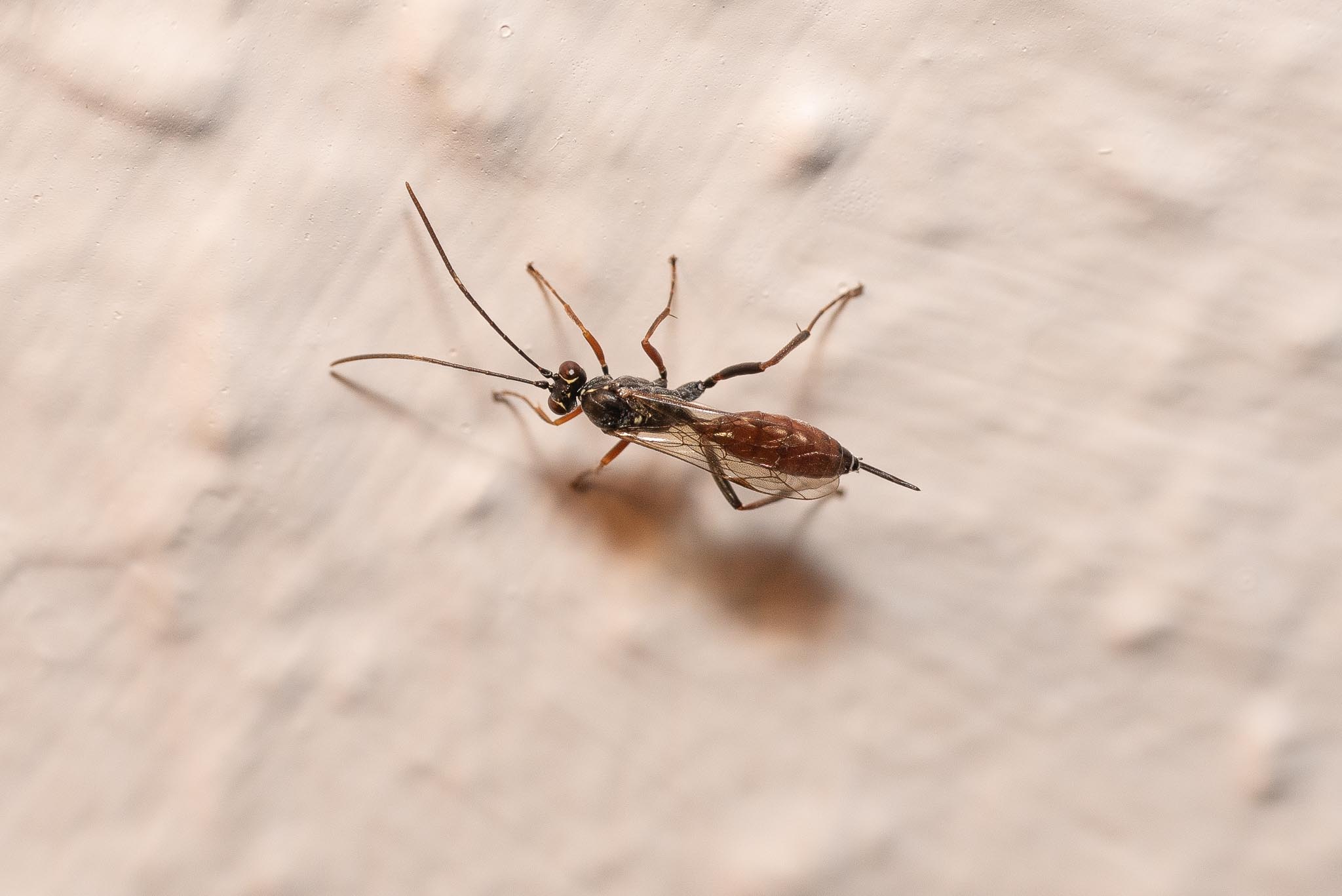 Garden-10-4-2020-lo-res-01