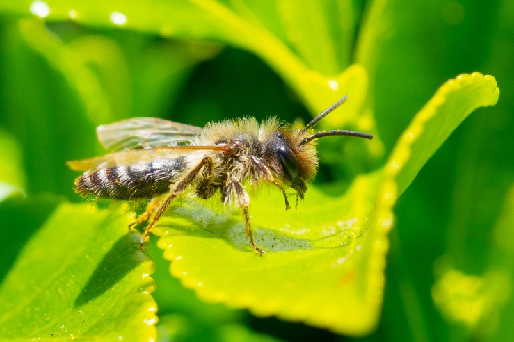 Garden_14-4-2020-hi-res-10