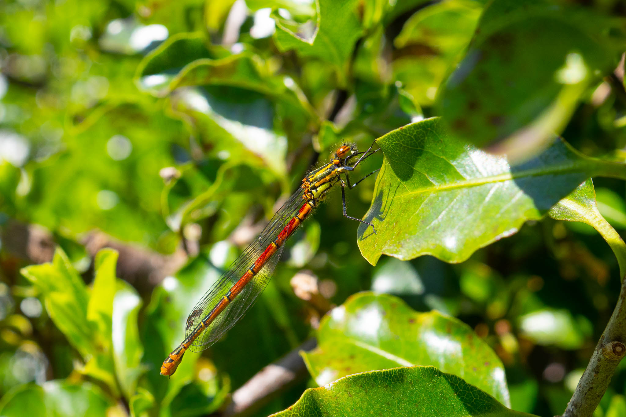 Garden_14-4-2020-lo-res-02