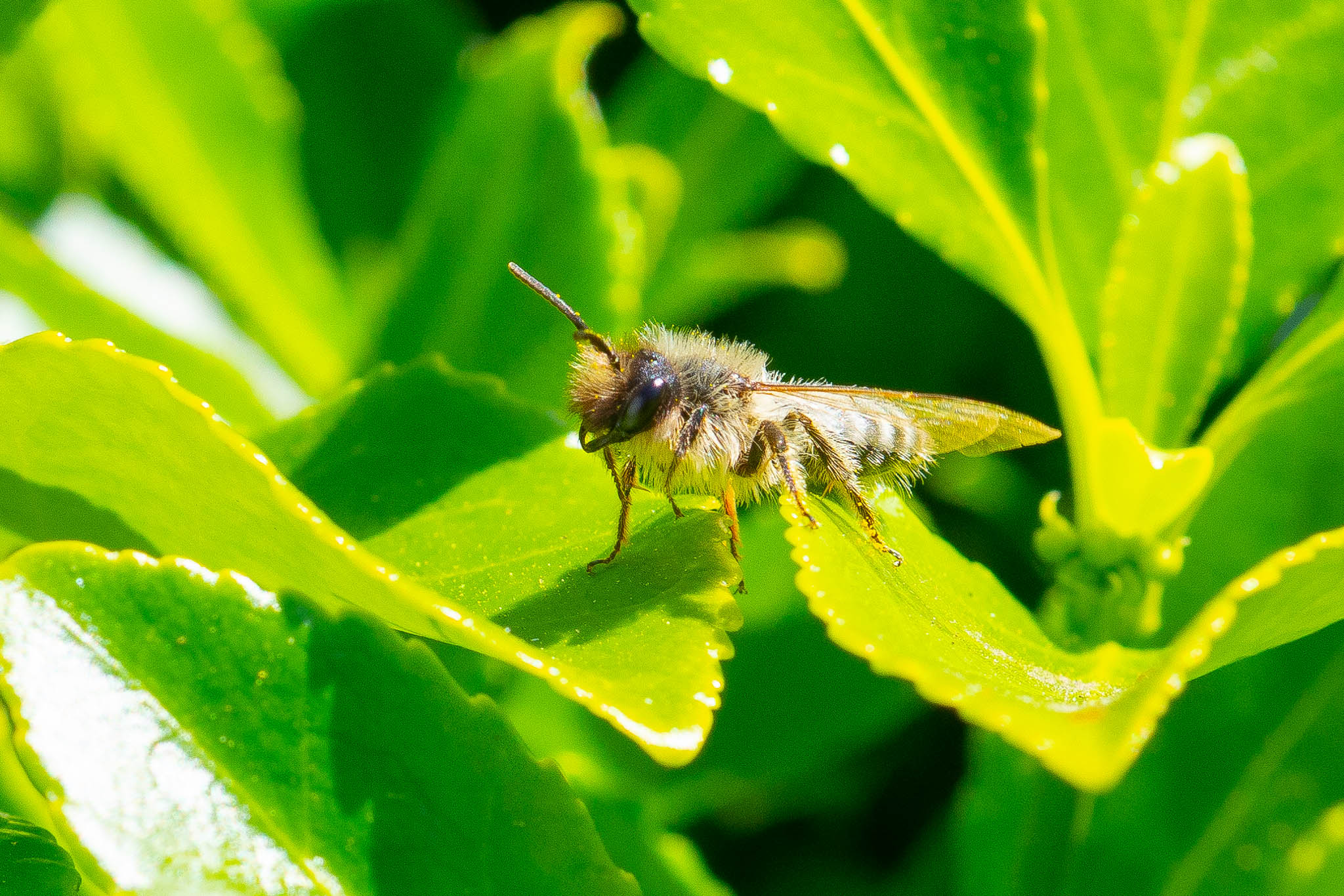 Garden_14-4-2020-lo-res-11