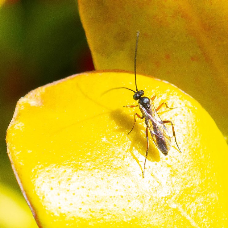 Garden_14-4-2020-lo-res-18