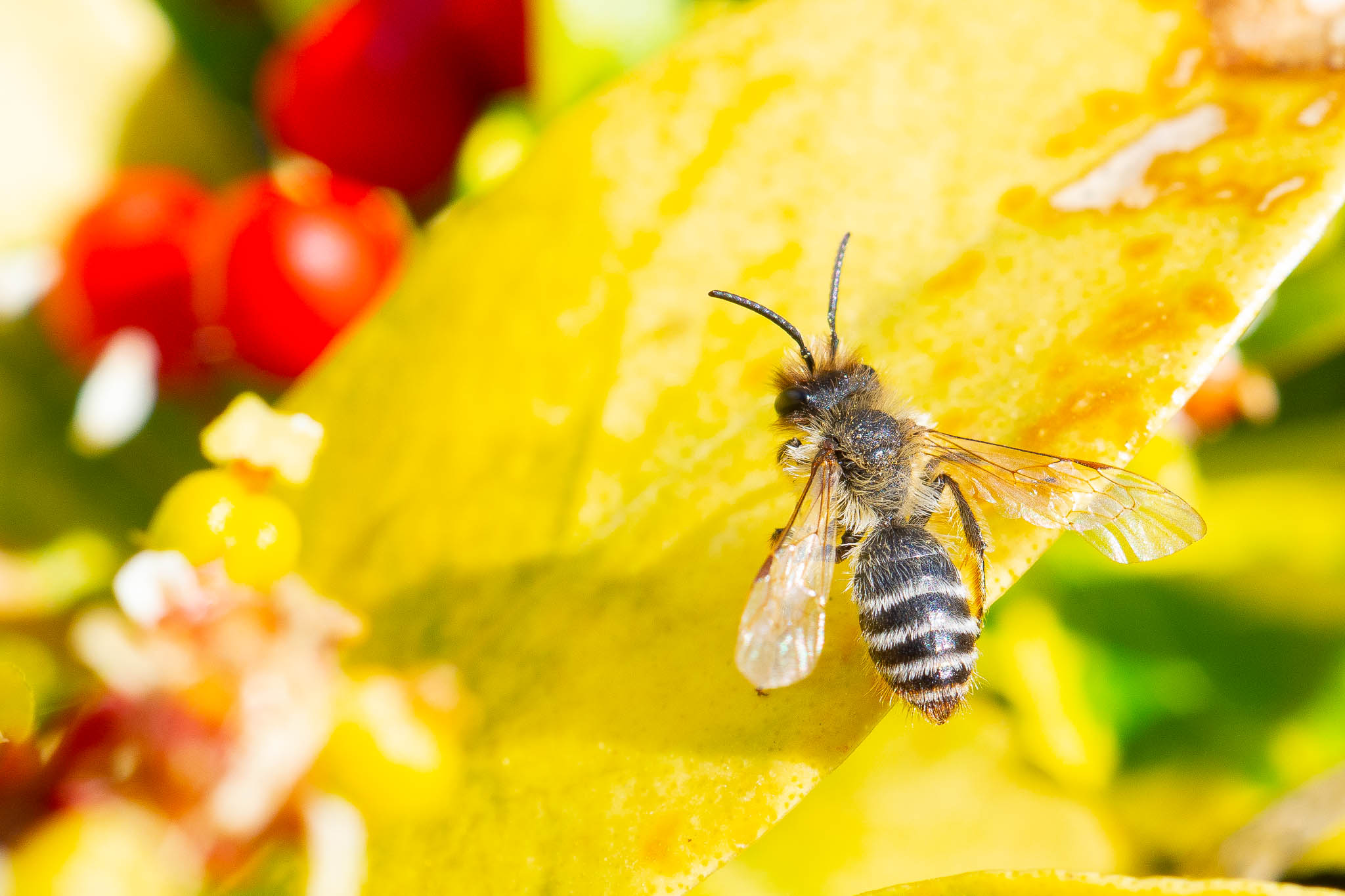 Garden_14-4-2020-lo-res-19