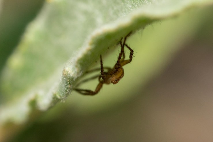 Garden_5+6-4-2020-lo-res-15