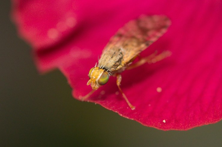 Garden_March-2020_lo-res-2-2