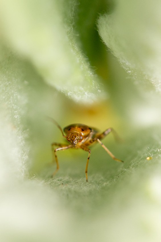 Garden_March-2020_lo-res-5