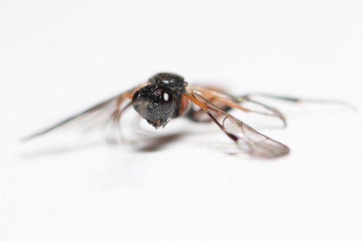 Ichneumon-20-4-2020-lo-res-1-2