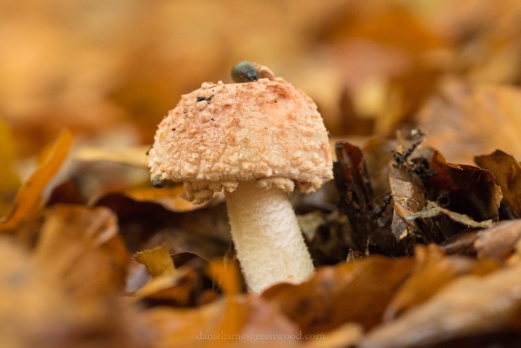 New Forest - 23-10-17 -1 djg (17)