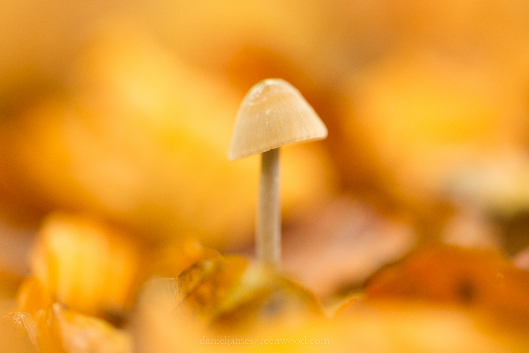 New Forest - 23-10-17 -1 djg (18)