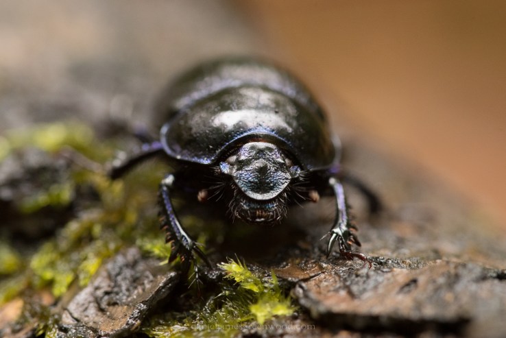 New Forest - 23-10-17 -1 djg (23)