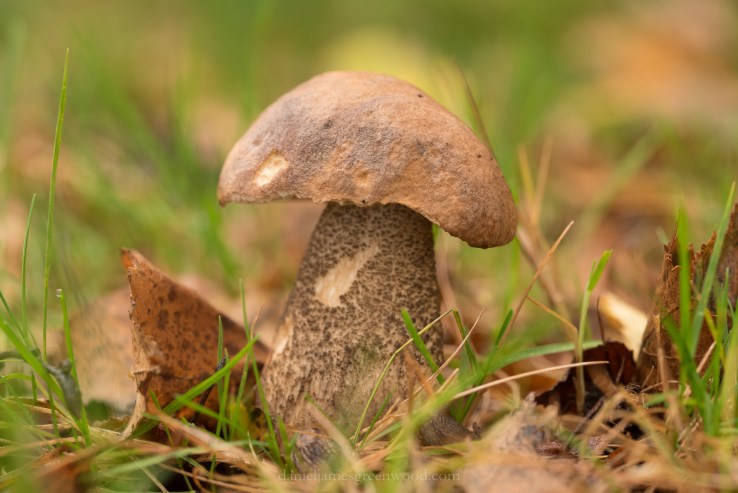 New Forest - 23-10-17 -1 djg (43)