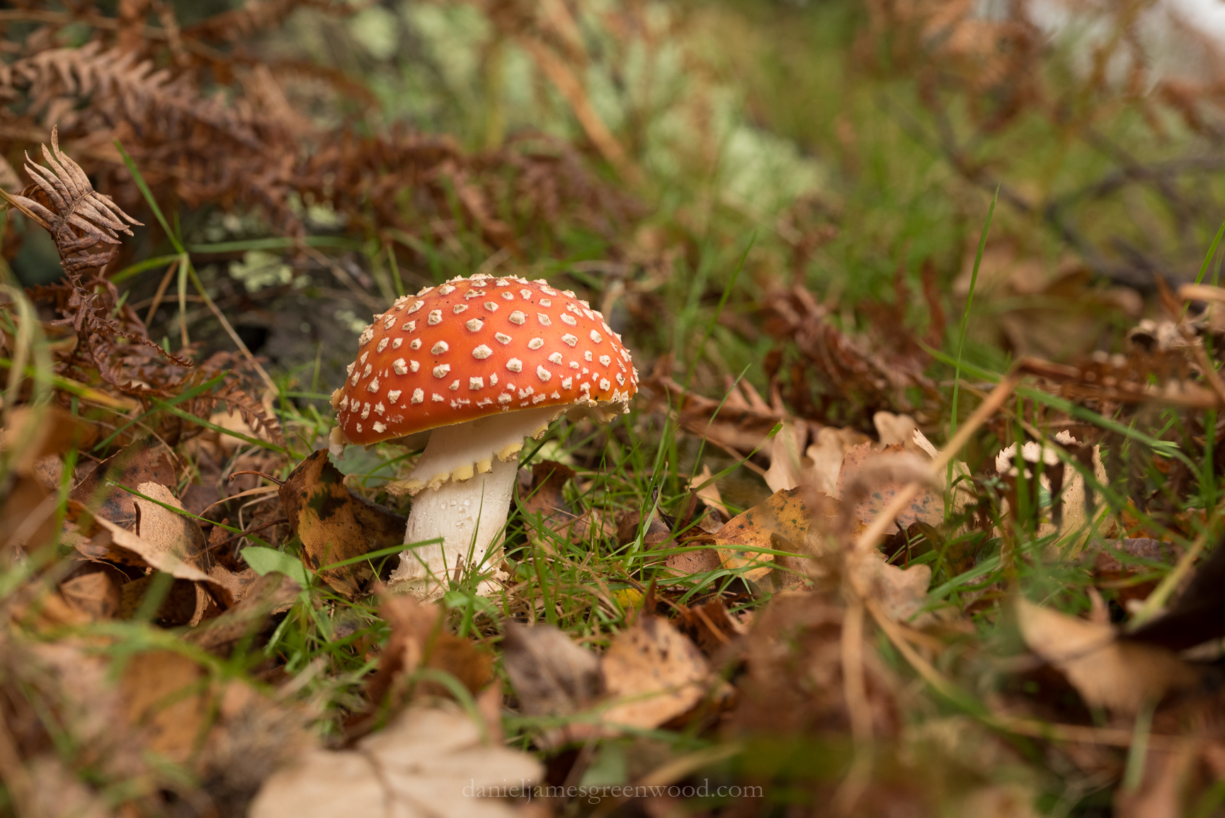 New Forest - 23-10-17 -1 djg (59)