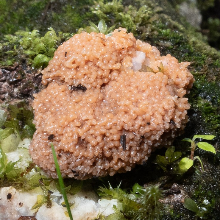 Perthshire - September 2018 djg-2