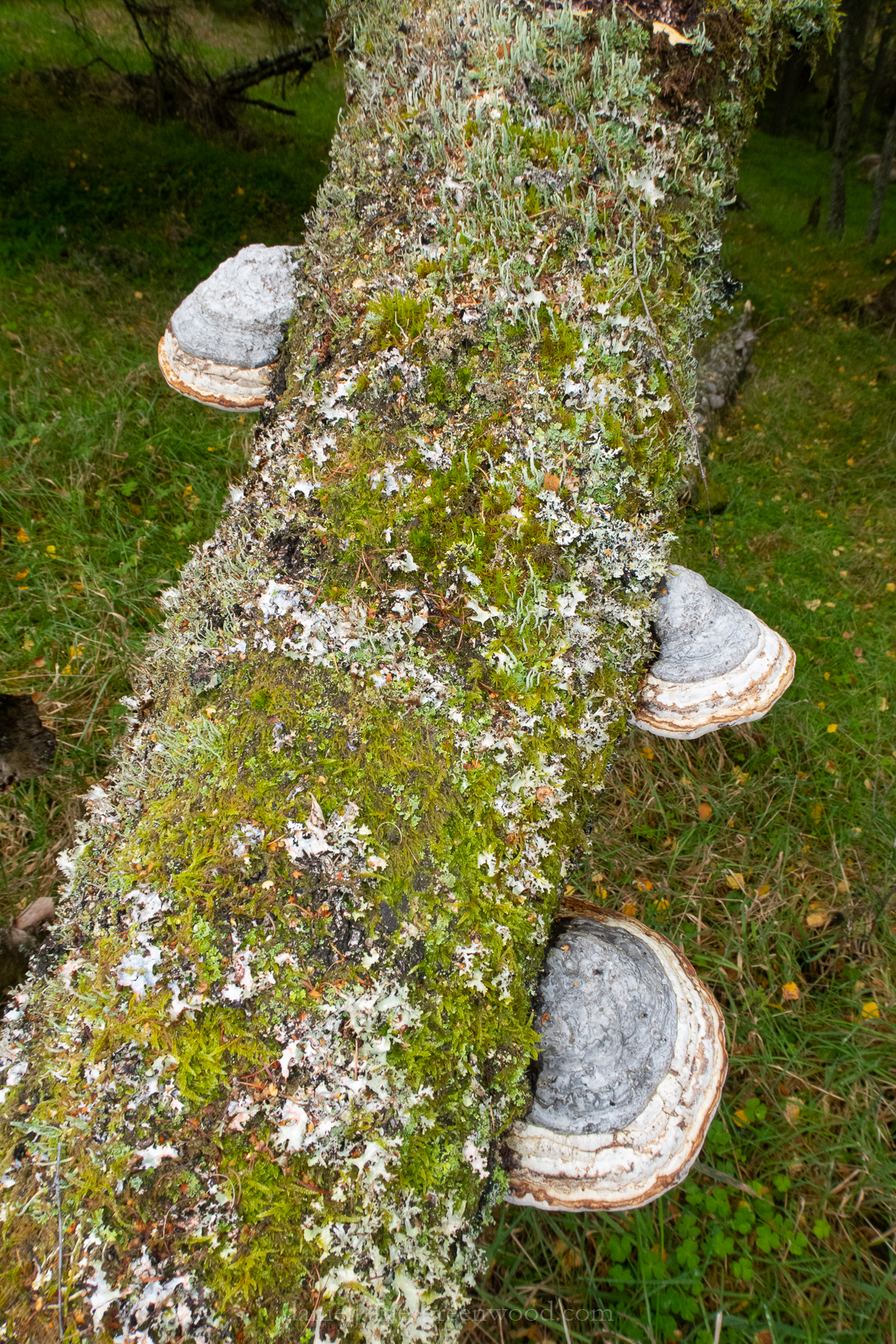 Perthshire_Sept2018-1