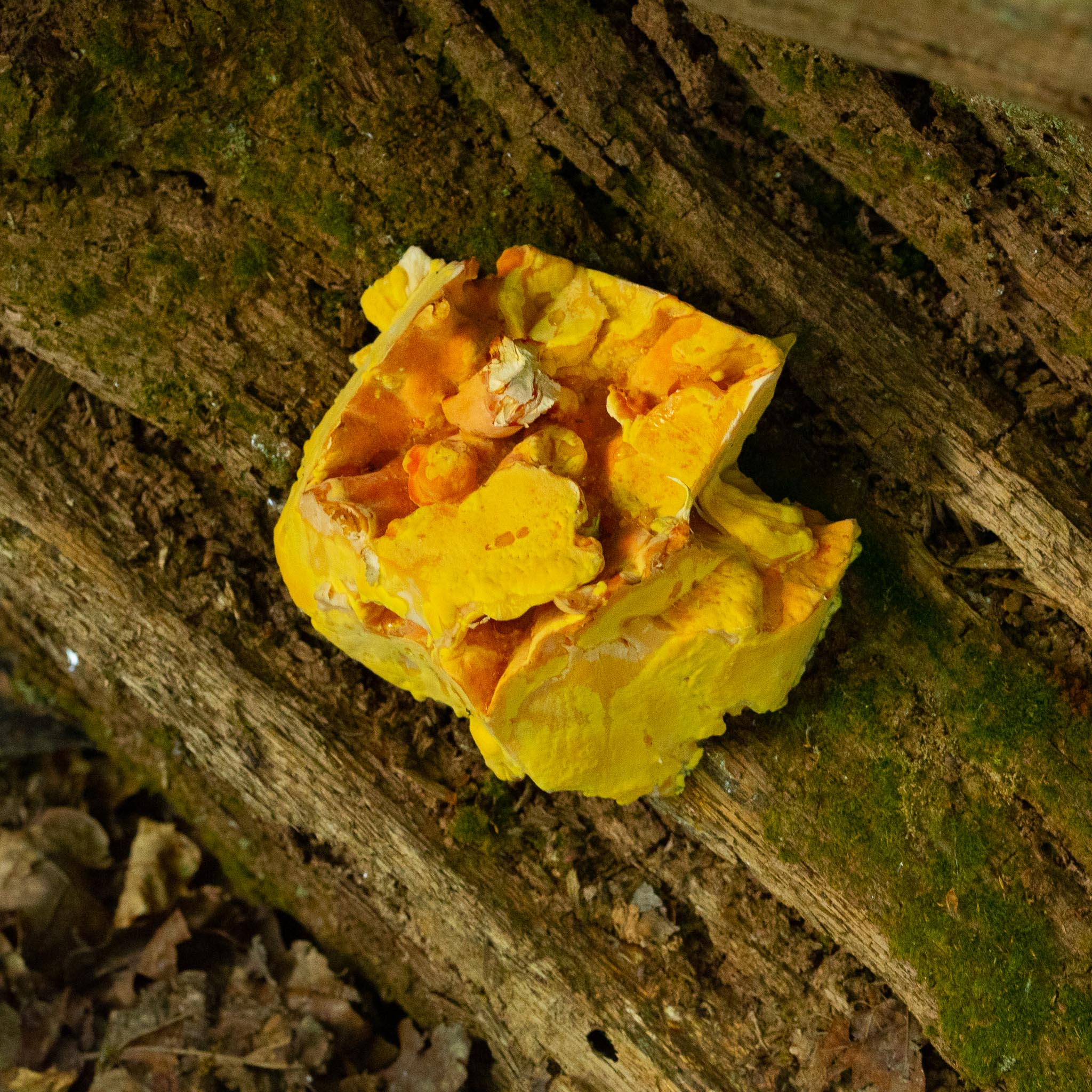 Ches-9-5-2020-lo-res-05