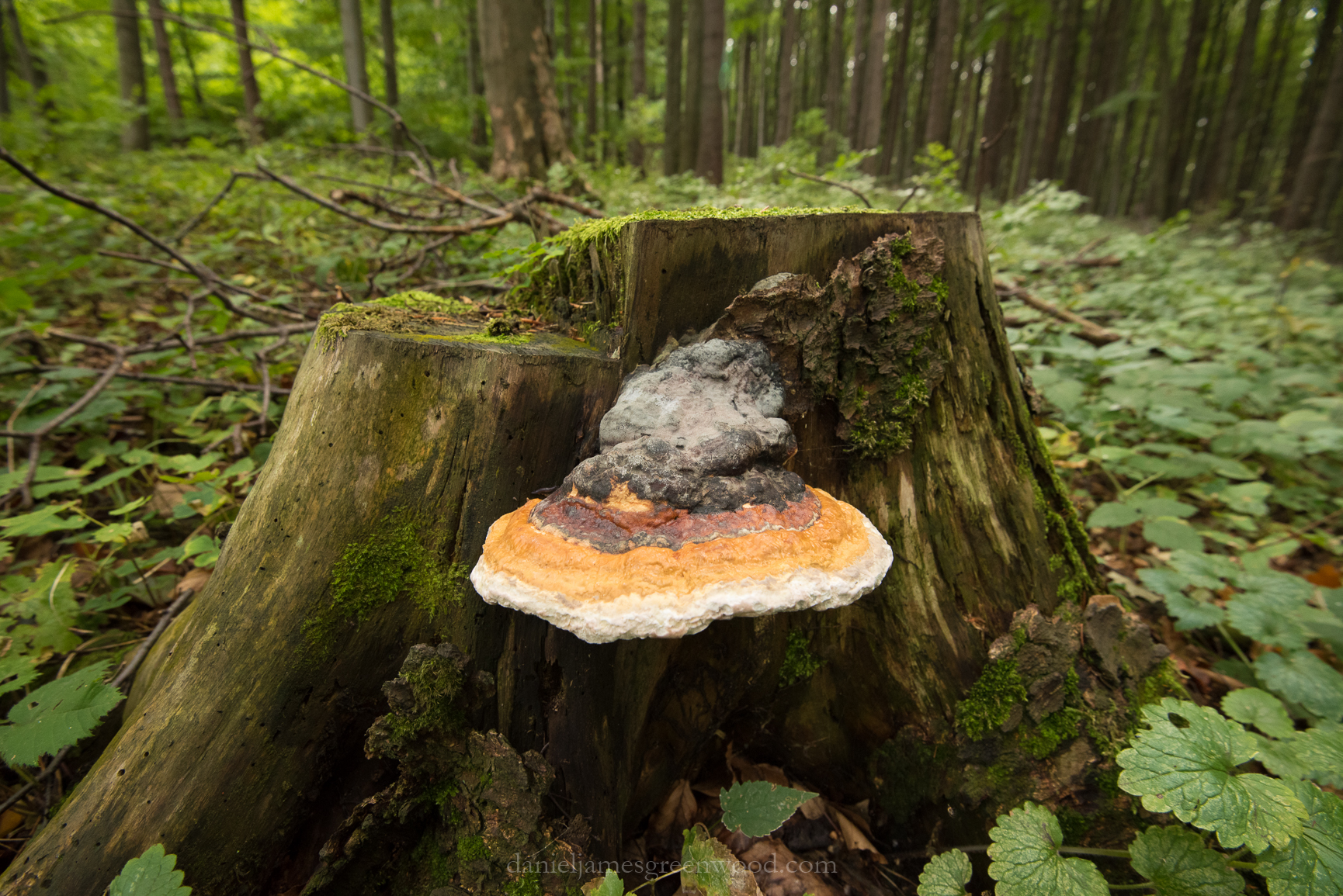 Czechia 2017 lo-res djg-41