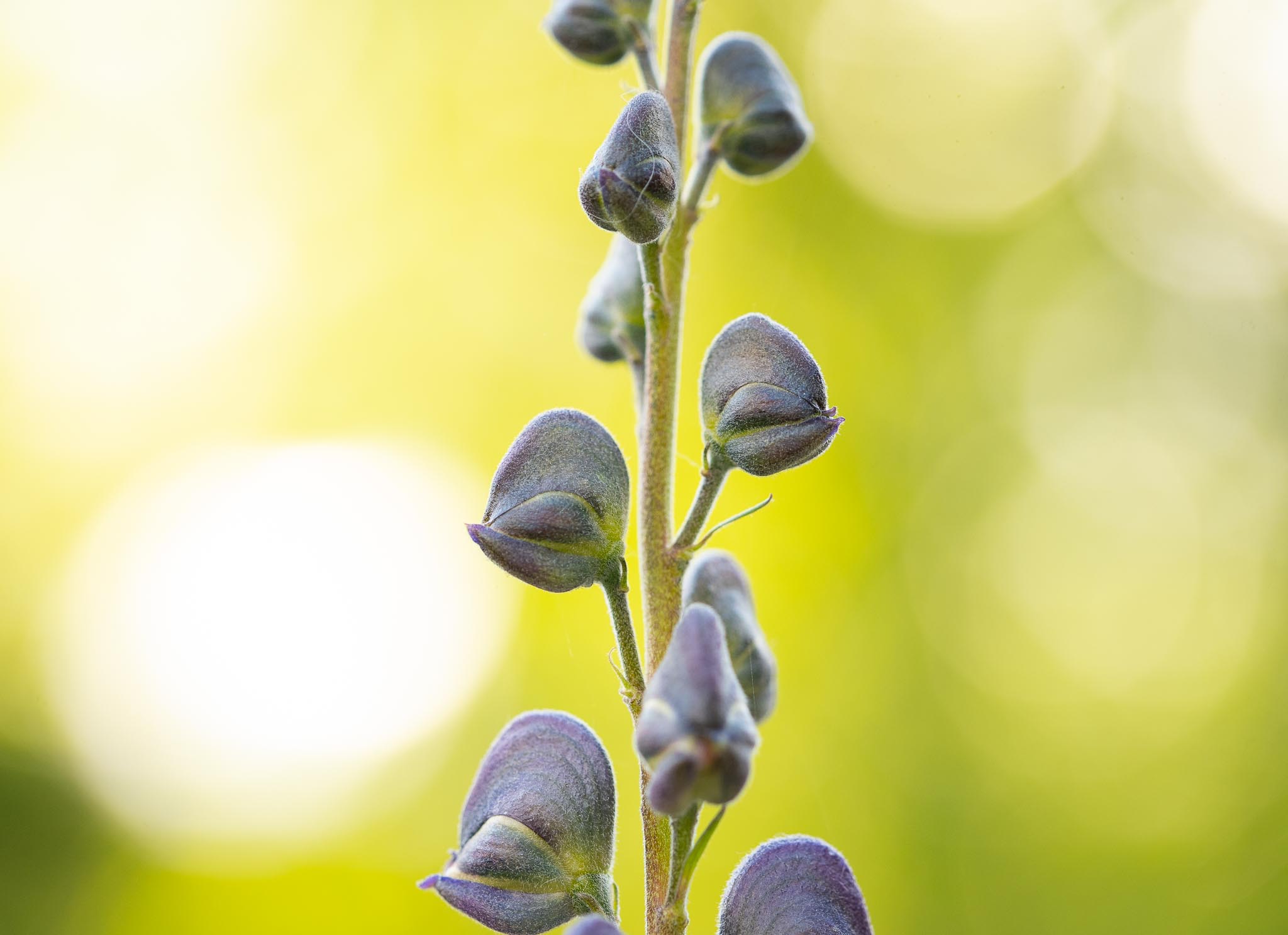 GDN-13-5-2020-lo-res-02