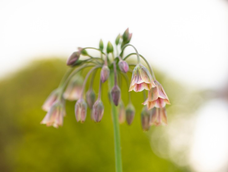 GDN-13-5-2020-lo-res-03