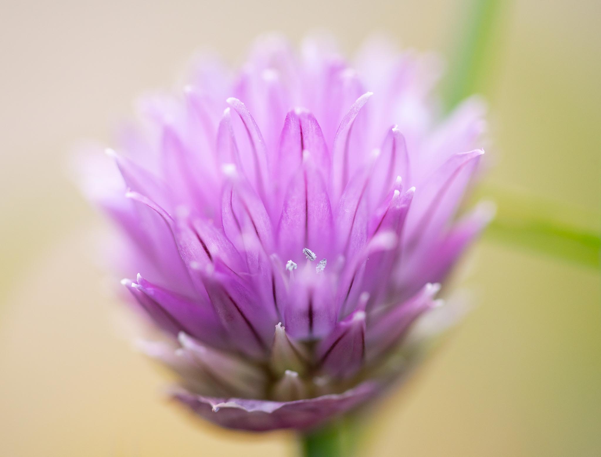 GDN-13-5-2020-lo-res-06