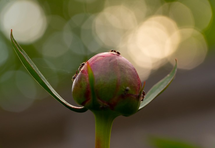 GDN-13-5-2020-lo-res-09