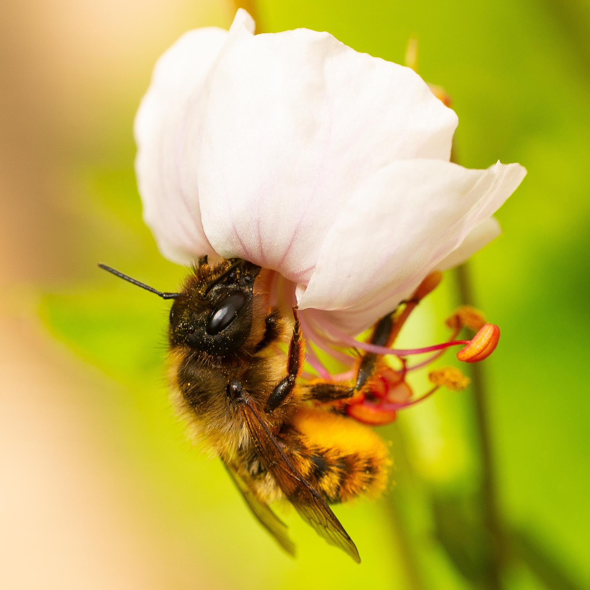 GDN - 16-5-2020-lo-res-13