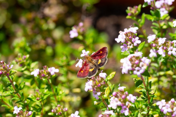 GDN-6-5-2020-hi-res-06