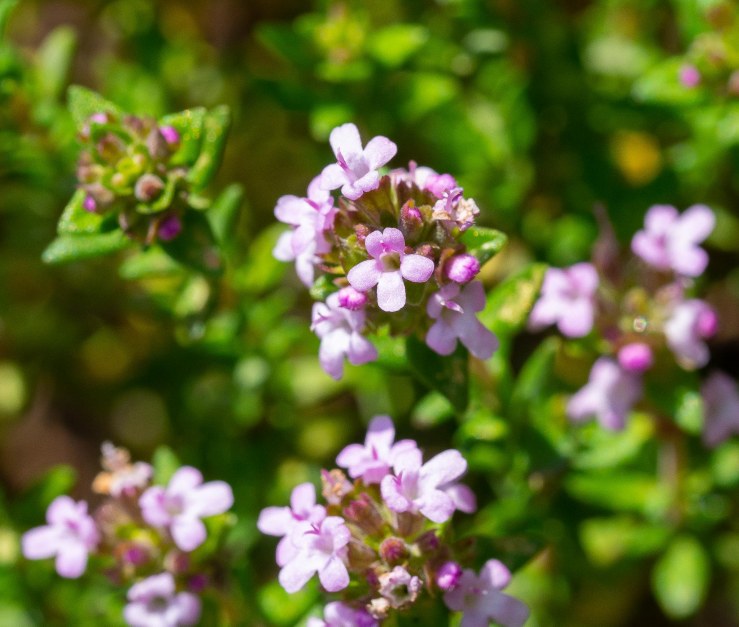 GDN-6-5-2020-lo-res-01