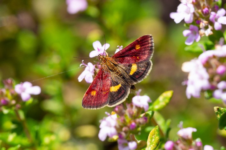 GDN-6-5-2020-lo-res-03