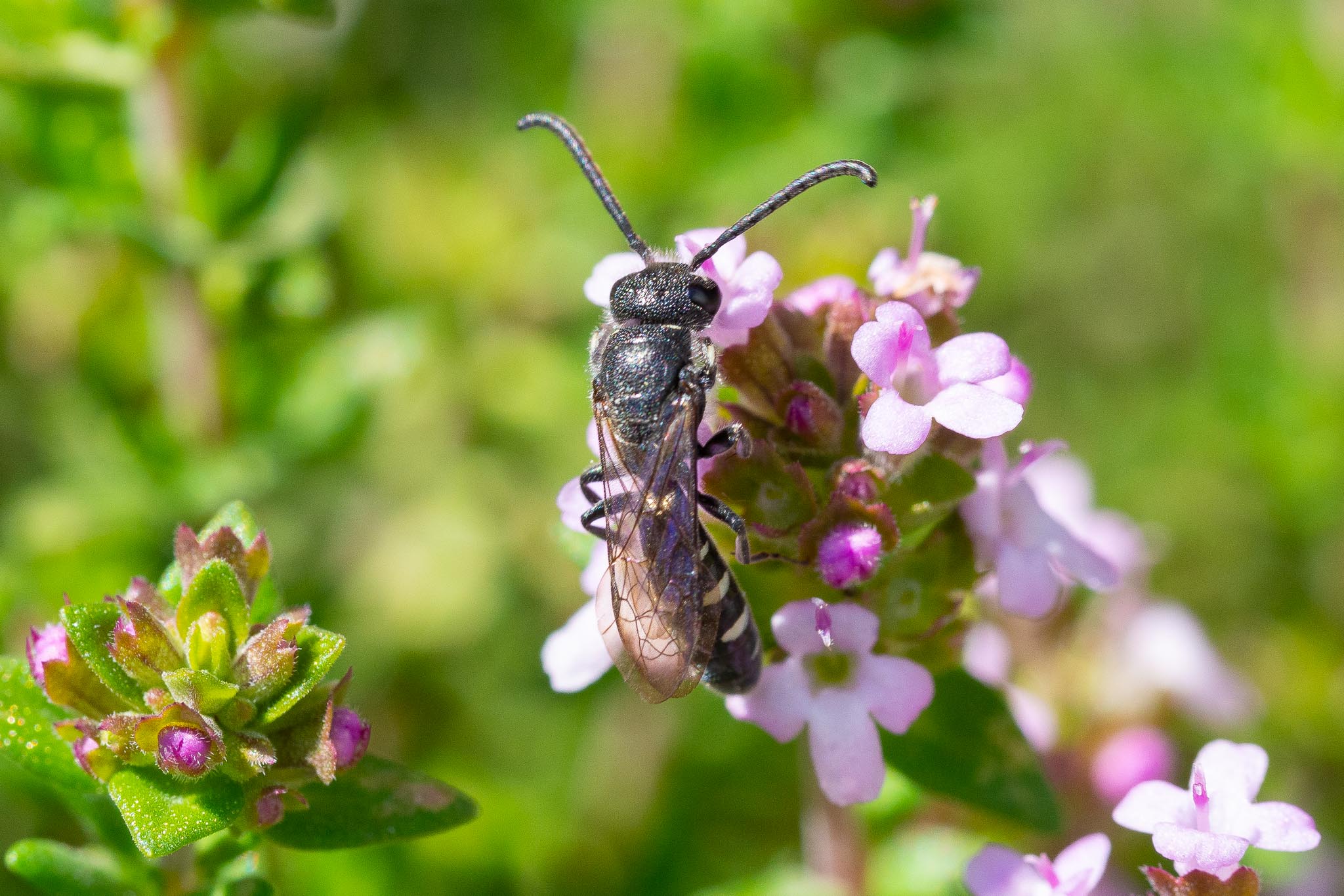 GDN-6-5-2020-lo-res-19