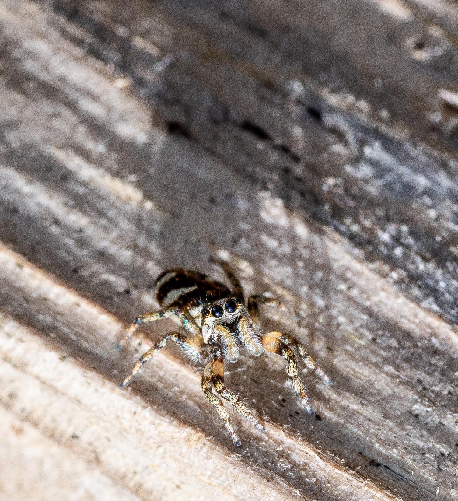 GDN-6-5-2020-lo-res-41