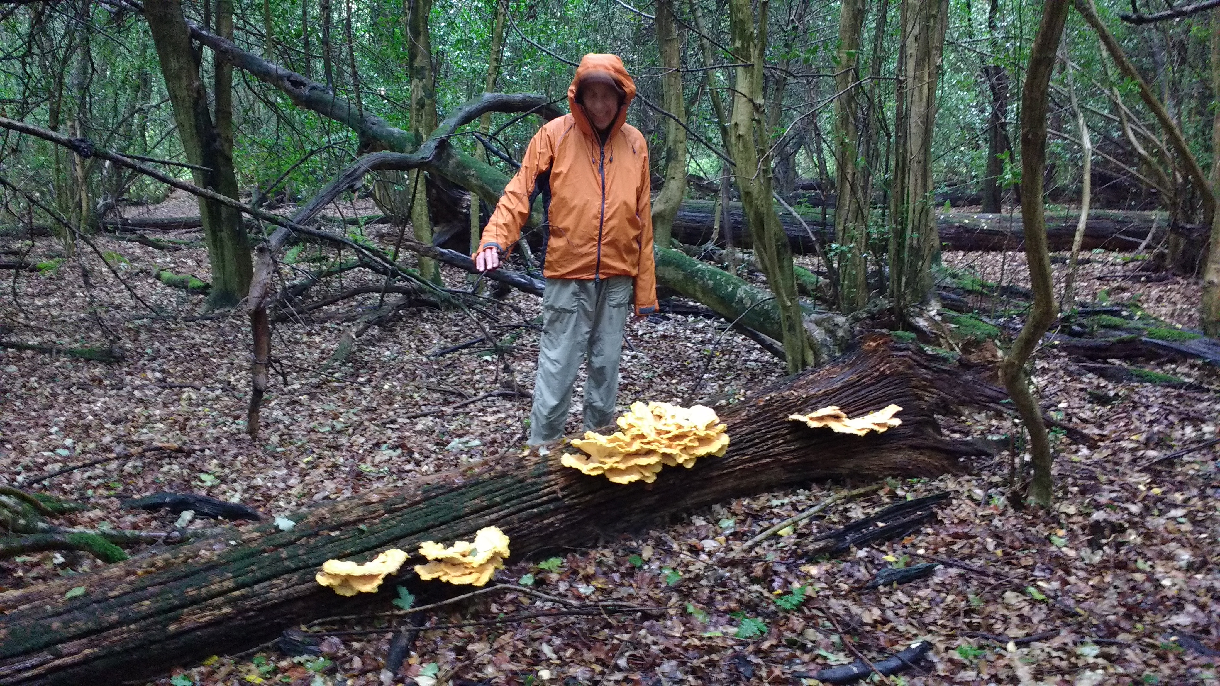 IMG_20180729_111303742