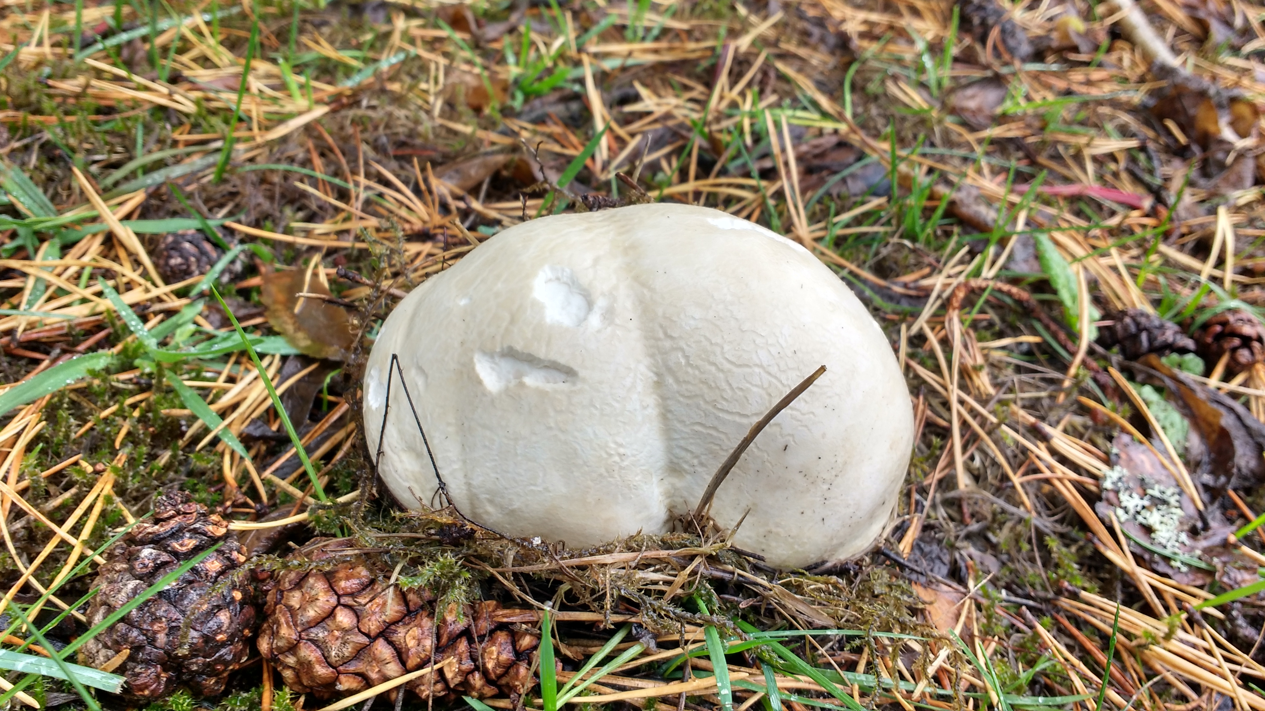 IMG_20180918_120728899_HDR