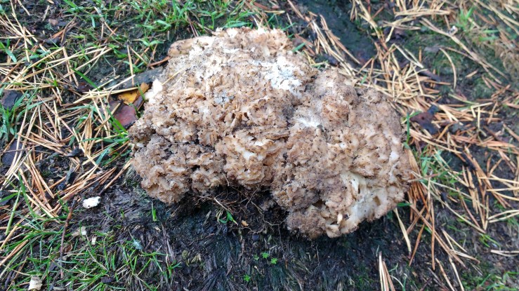 IMG_20180918_121355902