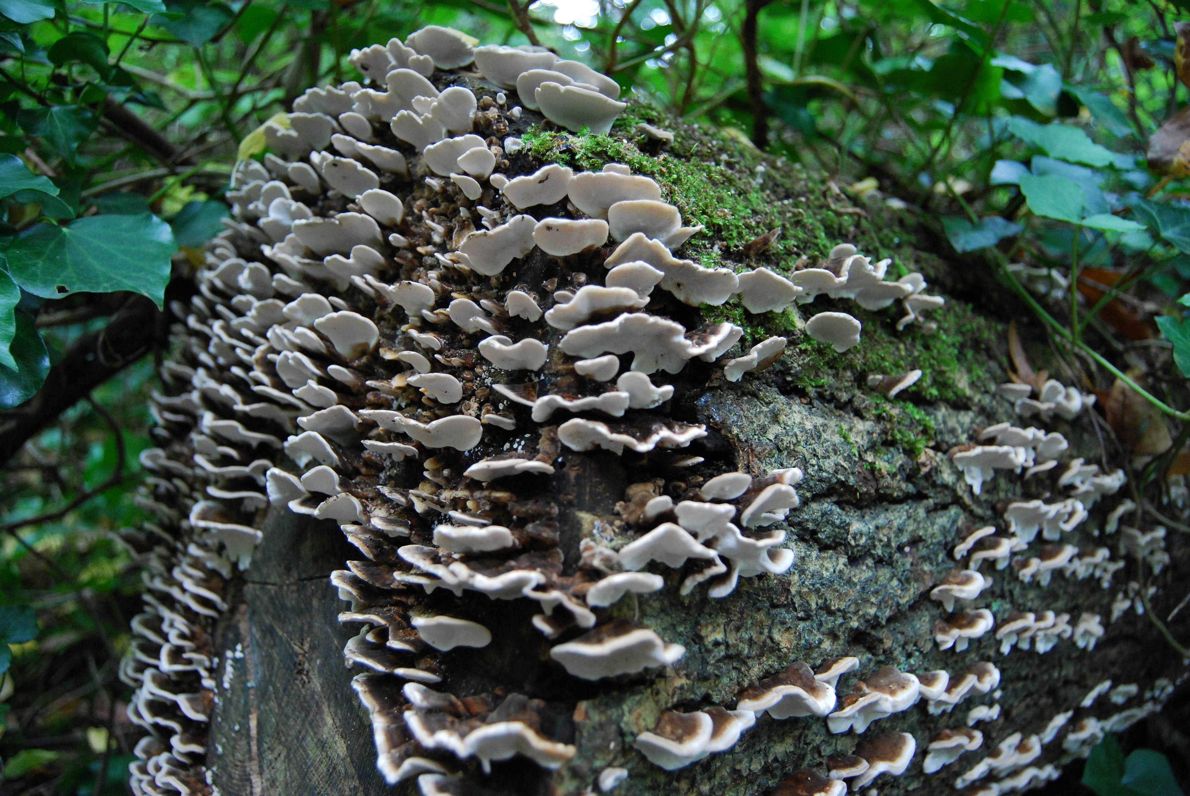 SHW September 2011 (52)