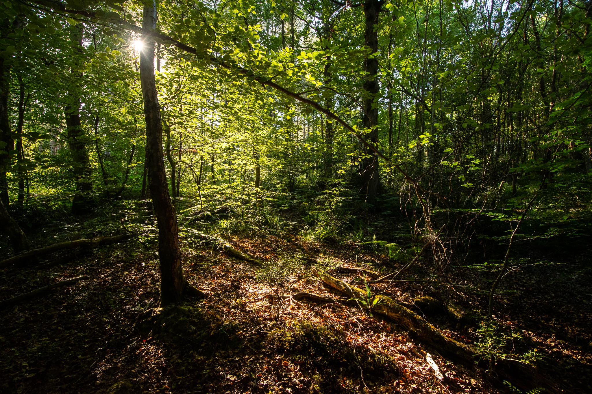 SLF - 31-5-2020-lo-res-2