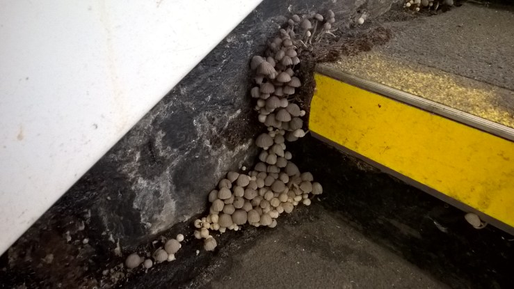 WP_20150705_13_07_27_Pro