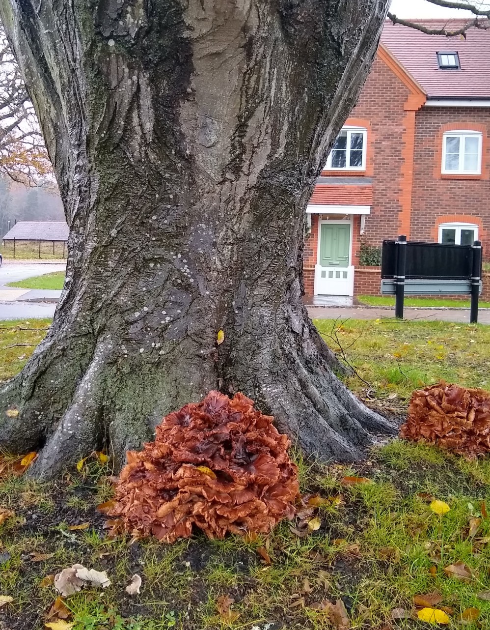 IMG_20191126_121101117_HDR