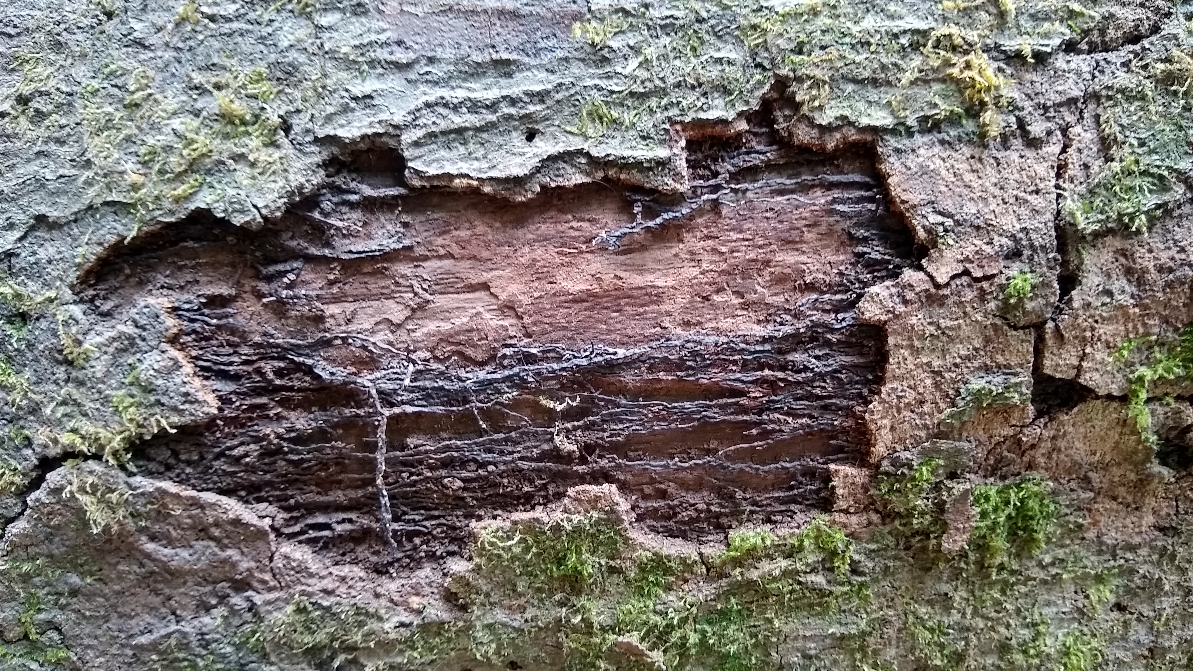 IMG_20200617_133552535_HDR