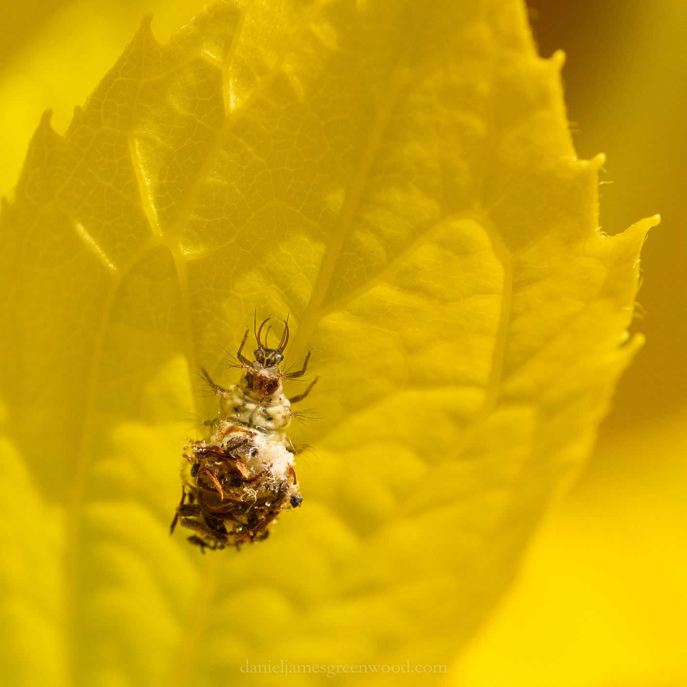 Lime Ave - 14-5-2019 djg-23