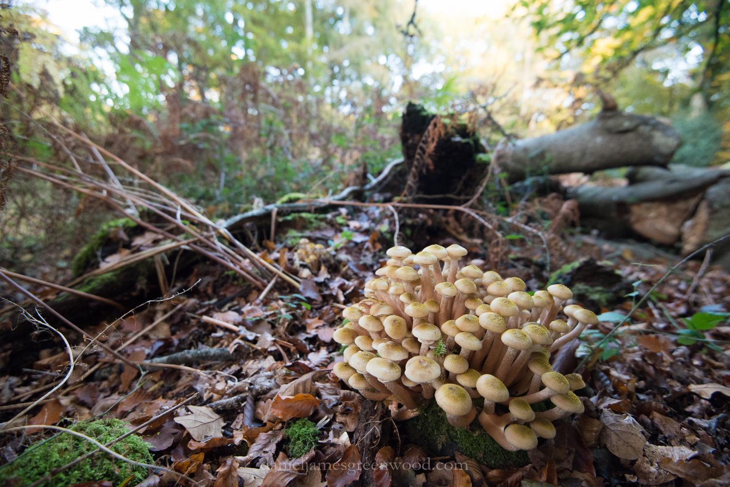 New Forest October 2016 lo-res-159