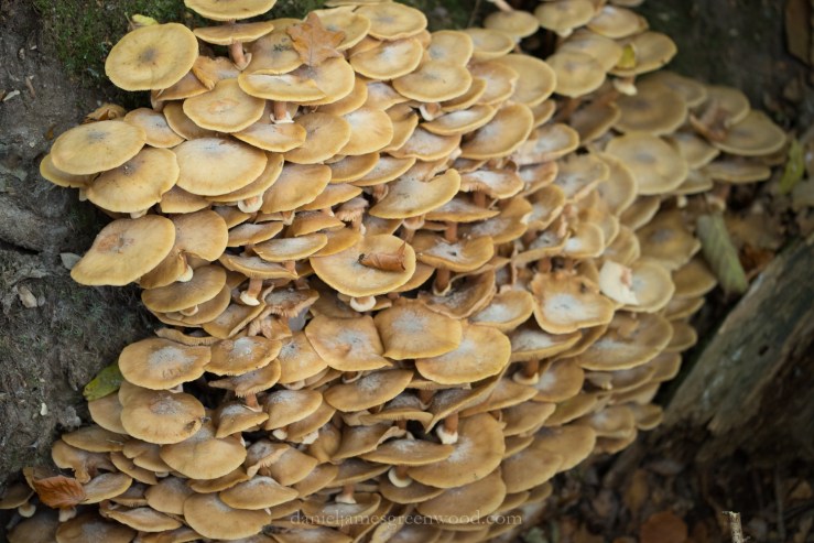 New Forest October 2016 lo-res-36