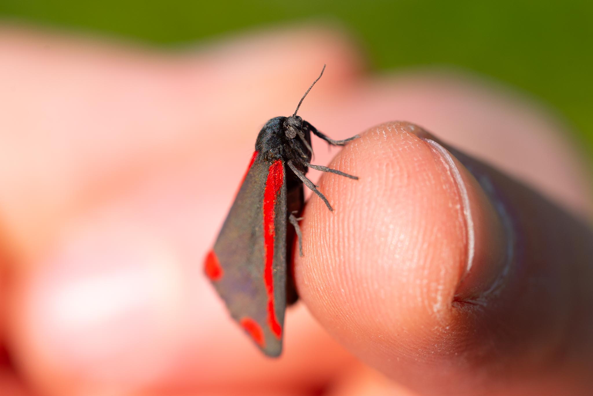 SD - 1-6-2020-lo-res-02