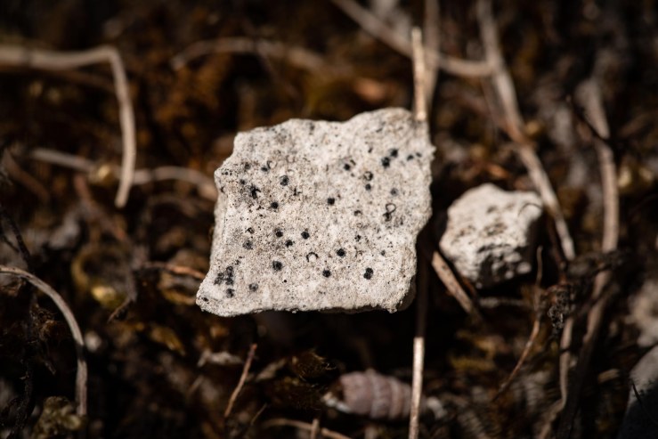 SD - 1-6-2020-lo-res-22