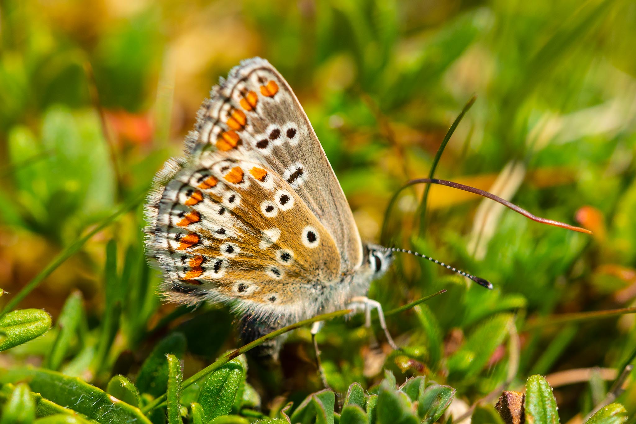 SD - 1-6-2020-lo-res-35