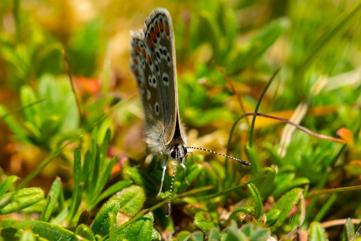 SD - 1-6-2020-lo-res-38