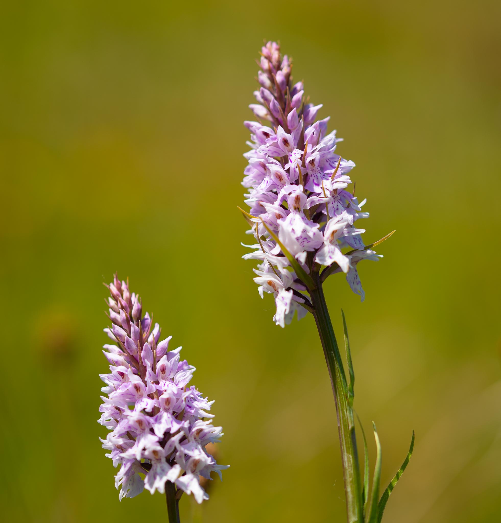 SD - 1-6-2020-lo-res-49