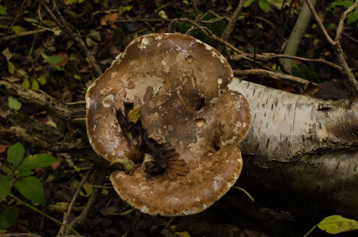 Chaldon to Oxted - 17-10-2015-26.JPG