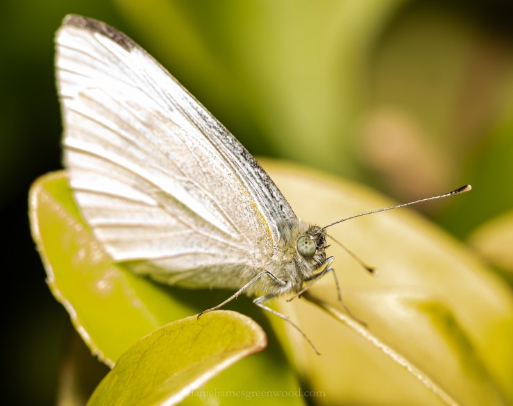 GDN - 15-6-2020 djg-1