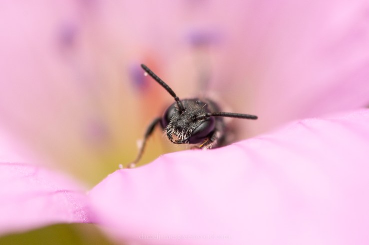 GDN - 15-6-2020 djg-11