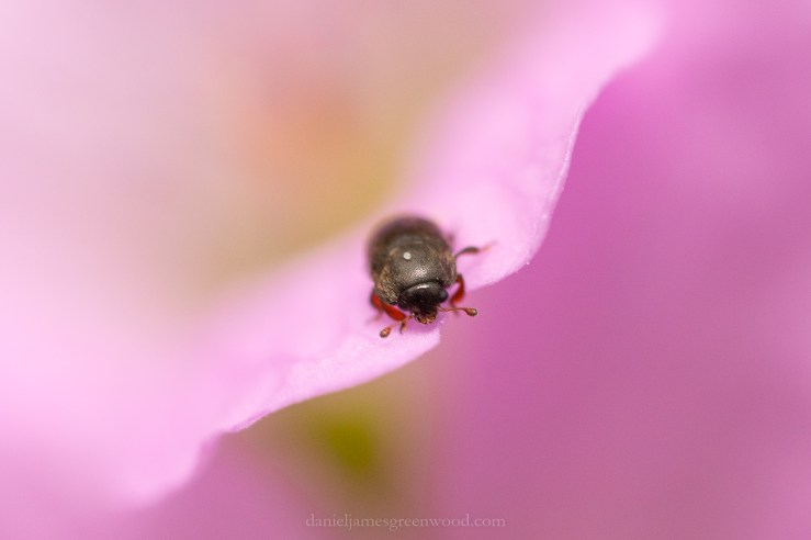 GDN - 15-6-2020 djg-15