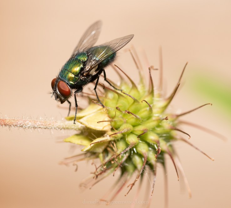 GDN - 15-6-2020 djg-19